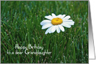 Granddaughter’s Birthday white daisy in grass card