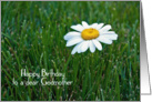 Godmother’s Birthday-daisy in grass card