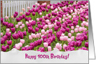 100th Birthday pink Dutch tulips with fence and torn paper border card