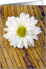 Happy Birthday-white daisy with water droplets on bamboo mat card