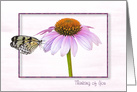 Thinking of You butterfly on a cone flower with shadowed frame card