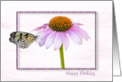 Birthday-butterfly on a cone flower with shadowed frame card