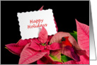 Happy Holidays-white card in poinsettia blossom with cardinal card