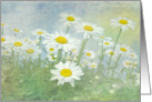 Blank card-white daisies in field with soft texture card