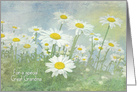 Birthday for Great Grandma, white daisies in field with soft texture card