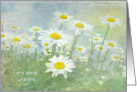 Birthday for Grandma-white daisies in field with soft texture card