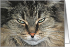 Humorous Birthday for Sister, closeup of Maine Coon cat face card