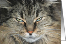 Maine Coon Cat Birthday Humor For a Sister card