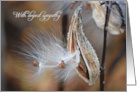 Close Up of a Milkweed Pod With Seeds for Sympathy card
