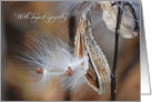 Loss of Father milkweed with fluffy seed card