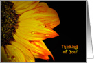 Thinking of You-close up of a sunflower with water droplets card