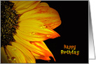 close up of a sunflower on black with water droplets card