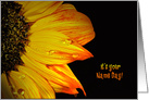 Name Day close up of a sunflower with water droplets on black card