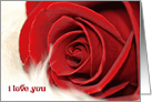 wedding anniversary red rose on fur for wife card