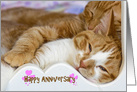 Anniversary for couple, pair of tabby cats snuggling in bed card