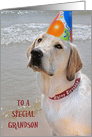 Grandson’s Birthday, Labrador Retriever with a party hat on a beach card