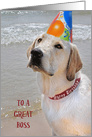 Boss’s Birthday, Labrador Retriever with a party hat on a beach card