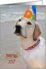 25th Birthday Labrador Retriever with a party hat on a beach card