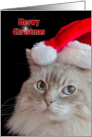 Christmas Ragdoll cat with Santa hat card