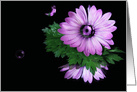 Purple gerbera daisy with bubbles on a mirror card