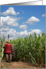 red farm tractor in cornfield with sky background card