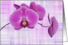 pink orchids on plaid background, blank note card