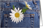 Birthday white daisies in blue jean pocket card