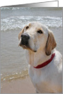 Yellow Labrador Retriever on the beach card