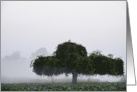 Blank Card tree in gray morning mist card