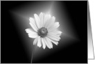 Hello or Hi glowing daisy in black and white card