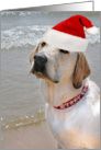 Christmas hat on Labrador retriever on the beach card