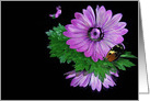 butterfly on purple daisy with bubbles on black reflection card