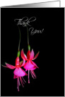 Thank You-close up of bright pink fuchsia blooms on black card