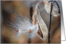 Encouragement Close Up of Milkweed Pod card