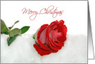 Christmas Red Rose In Snow card