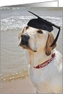 graduation hat on Labrador Retriever on the beach card