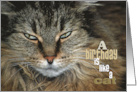 Maine Coon Cat Face for Birthday Humor card