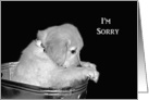 I’m Sorry, Golden Retriever puppy in old washtub on black card