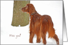 Missing You Irish Setter dog portrait in snow card