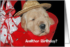 Golden Retriever puppy with hat for birthday humor card