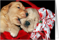 Birthday golden retriever pups in red basket card