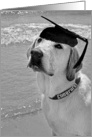 Graduation-labrador retriever with graduation cap on the beach card