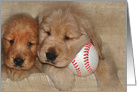 Dad’s Birthday Golden Retriever puppies with baseball card