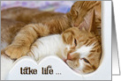 Humor tabby kittens snuggling card