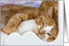 pair of gold tabby cats snuggling in bed card