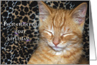 humorous birthday tabby kitten card