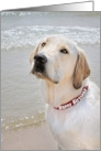 Birthday Labrador Retriever on a Beach with Red Birthday Collar card