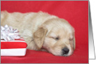 Golden Retriever Puppy with Christmas Gift On Red card