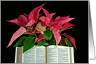 Christmas poinsettia plant with open Holy Bible card