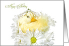 Birthday duckling nestled in a daisy bouquet isolated on white card
